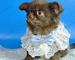 Собаки в Москве: Шоколадный мальчик Мальчик, 40 000 руб. - фото 3