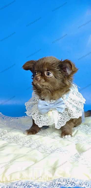 Собаки в Москве: Шоколадный мальчик Мальчик, 40 000 руб. - фото 3