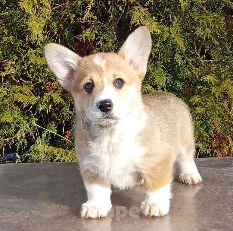 Собаки в Печоре: Щенки вельш корги пемброк Девочка, 50 000 руб. - фото 8