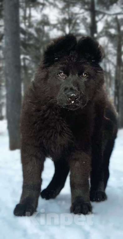 Собаки в других городах Приморского края: Рецессивный черный д/ш кобель немецкой овчарки. Документы РКФ Мальчик, 55 000 руб. - фото 2