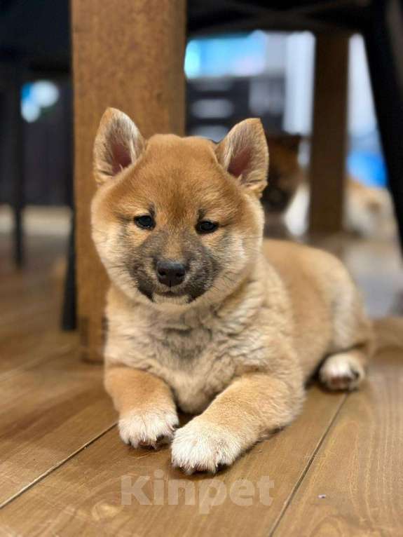 Собаки в Твери: Рыжая милашка Девочка, 35 000 руб. - фото 1