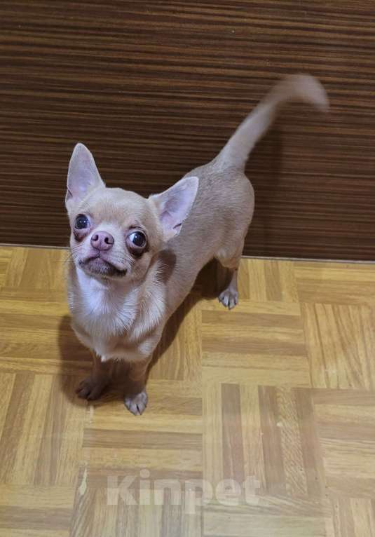 Собаки в Москве: Чихуахуа лиловая девочка Девочка, Бесплатно - фото 3