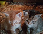 Кошки в Ульяновске: Котенок котик Мальчик, Бесплатно - фото 2