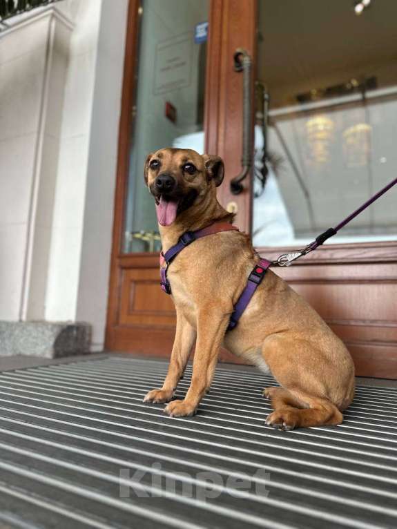 Собаки в других городах Краснодарского края: Метис левретки стерилизована чипирована в дар с доставкой Девочка, Бесплатно - фото 2