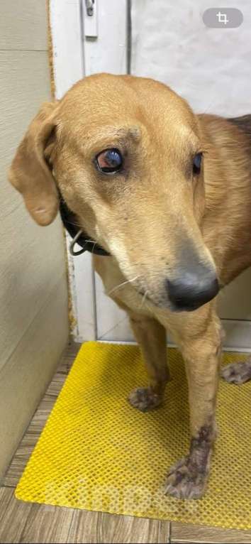 Собаки в Москве: Несчастный почти слепой пёс Малыш ищет доброе сердце Мальчик, 10 руб. - фото 4