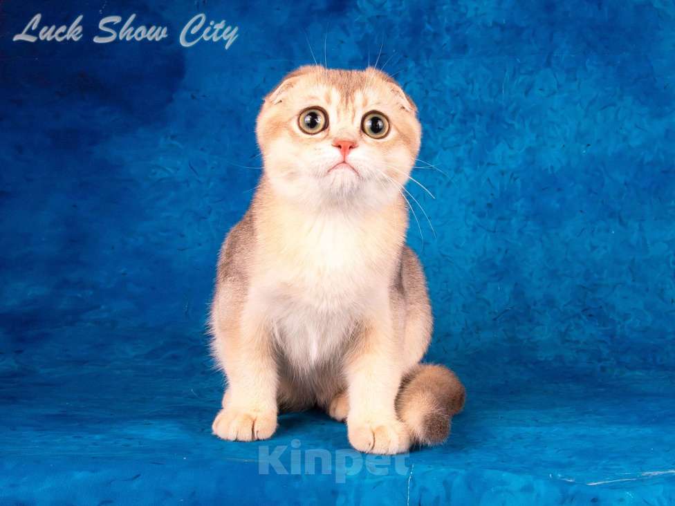 Кошки в Санкт-Петербурге: Скоттиш-фолд котик голубое золото Мальчик, 50 000 руб. - фото 7