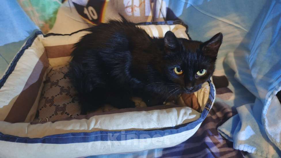 Кошки в Санкт-Петербурге: Ночка  Девочка, Бесплатно - фото 1