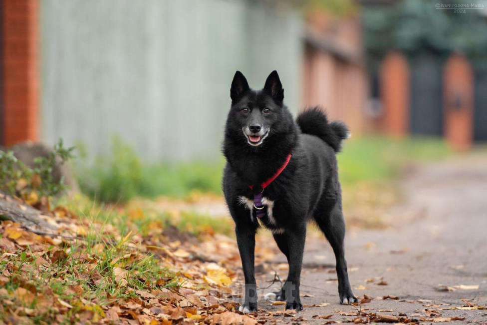 Собаки в Лобне: Тесси улыбается, а в глазах такая отчаянная надежда...Тесси очень нужен дом Девочка, Бесплатно - фото 4