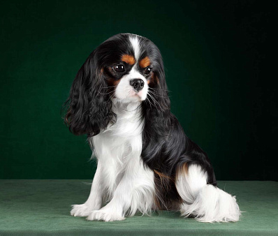 Щенки Кавалер Кинг Чарльз Спаниеля