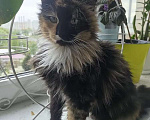 Кошки в Москве: Кошечка в добрые руки Девочка, Бесплатно - фото 5