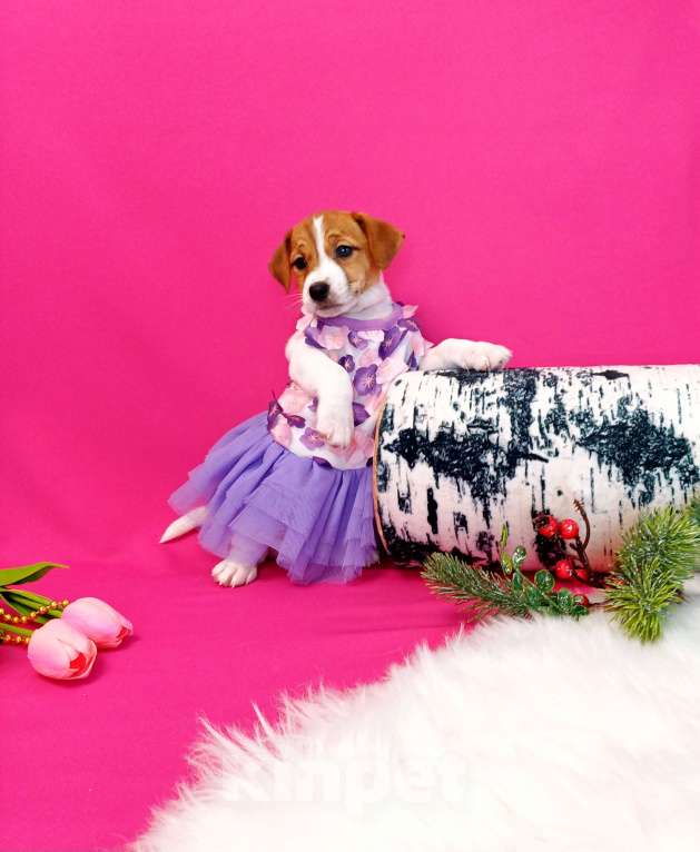 Собаки в Чите: Щенки Джек Рассел терьер мальчики и девочки  Девочка, 35 000 руб. - фото 4