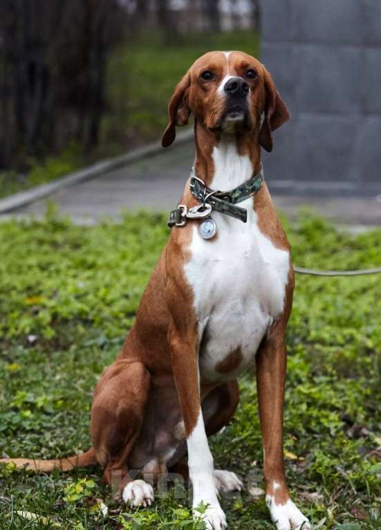 Собаки в Москве: Красавчик Бруно в дар Мальчик, Бесплатно - фото 3