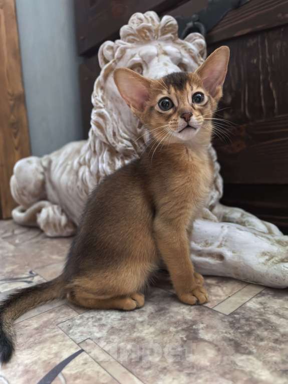 Кошки в других городах Московской области: Абиссинская девчуля Девочка, 75 000 руб. - фото 8