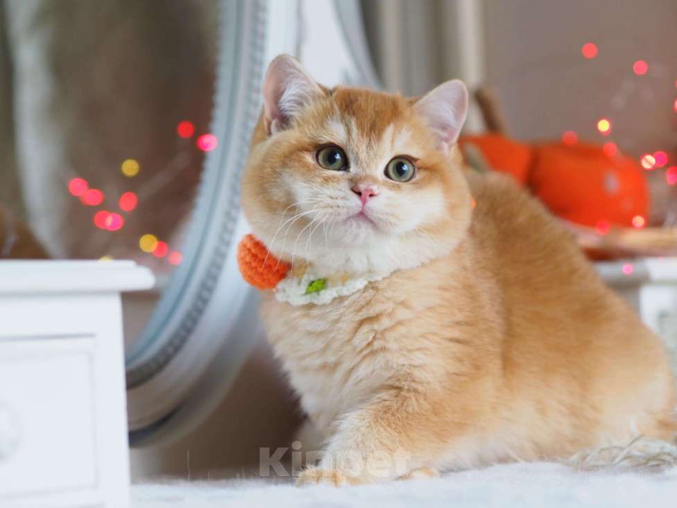 Кошки в Москве: Британский котёнок Джиган Мальчик, 120 000 руб. - фото 1