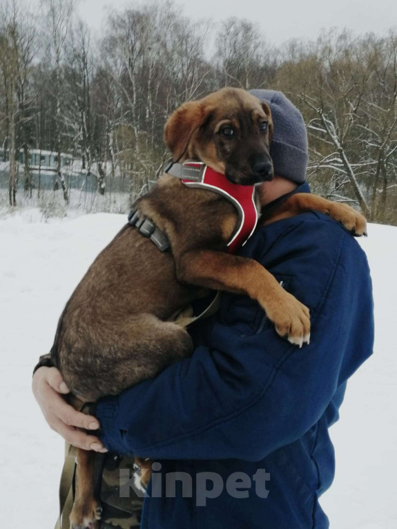 Собаки в Москве: Щенок Норд ищет дом Мальчик, Бесплатно - фото 1