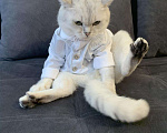 Кошки в Нытве: Кот на Вязку ищут себе невесту на своём территорию, 1 000 руб. - фото 9