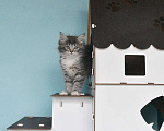 Кошки в Москве: Сибирские котята Девочка, Бесплатно - фото 3