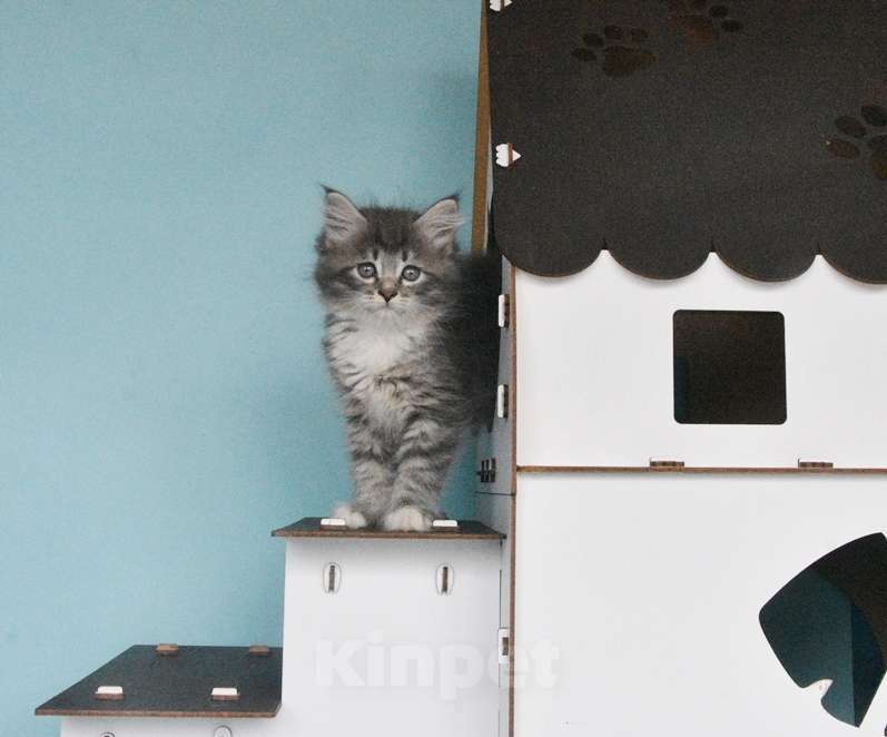 Кошки в Москве: Сибирские котята Девочка, Бесплатно - фото 3