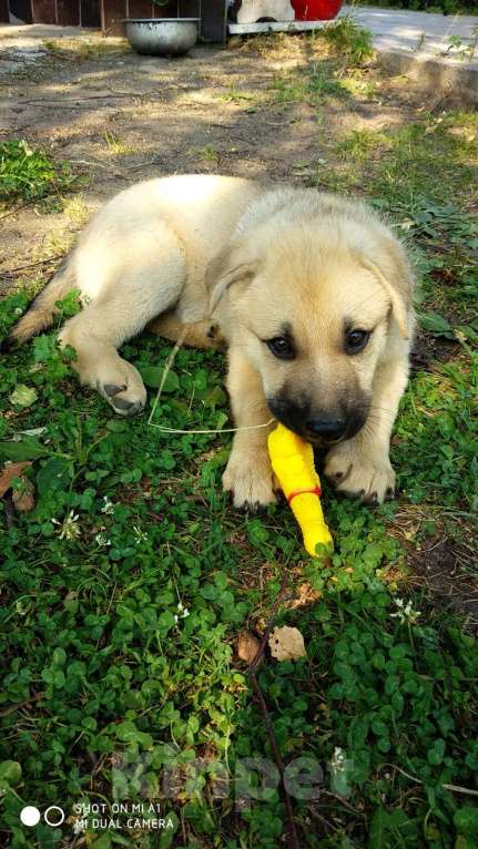 Собаки в других городах Московской области: Джек Мальчик, Бесплатно - фото 3
