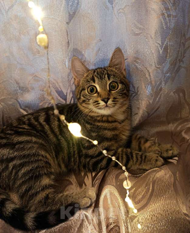 Кошки в Ивантеевке: Пушистик Мальчик, Бесплатно - фото 5