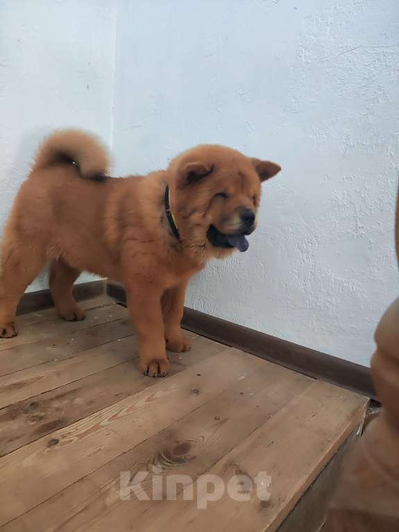 Собаки в Краснодаре: Чудная девочка смуф Девочка, 60 000 руб. - фото 3