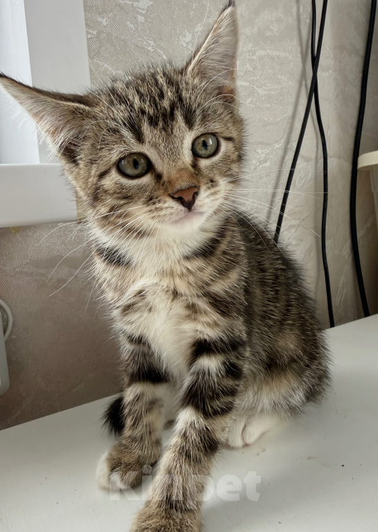 Кошки в Москве: Котенок в добрые руки Девочка, Бесплатно - фото 4