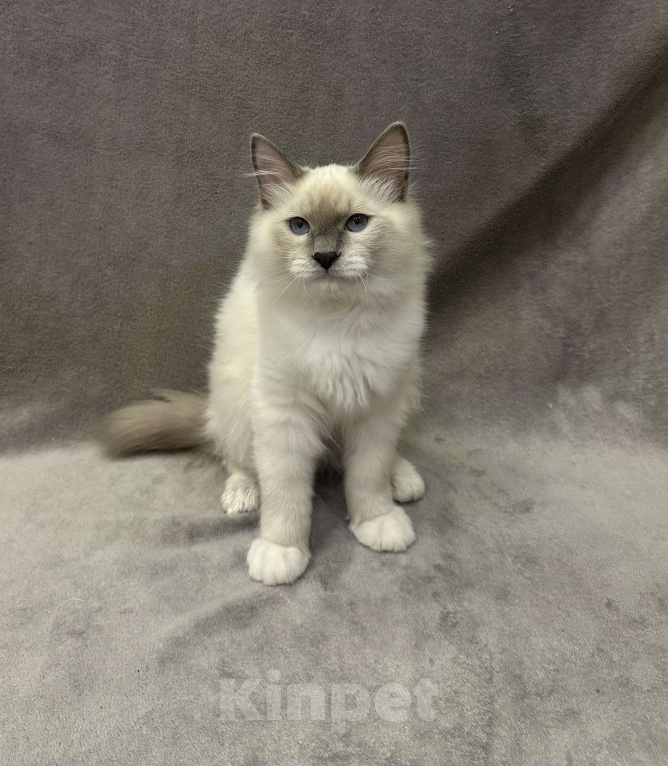 Кошки в Благовещенске: Котенок Невская маскарадная  Мальчик, 43 000 руб. - фото 1