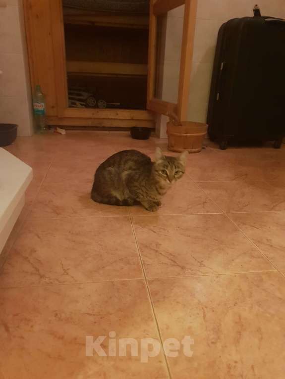 Кошки в Москве: Нашёл кошку Девочка, Бесплатно - фото 2