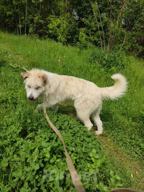 Собаки в Москве: В добрые руки Мальчик, Бесплатно - фото 7