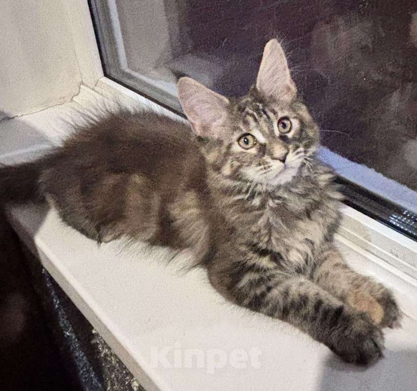 Кошки в Петергофе: Крупная девчоночка Девочка, 40 000 руб. - фото 4