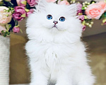 Кошки в Москве:   Британские длинношерстные белоснежки Мальчик, 55 000 руб. - фото 1