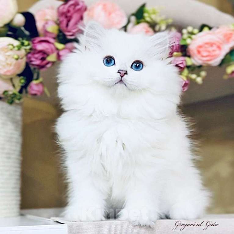 Кошки в Москве:   Британские длинношерстные белоснежки Мальчик, 55 000 руб. - фото 1