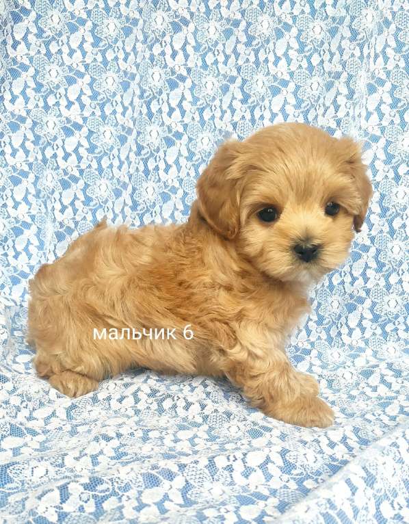 Собаки в Москве: мальтипу мальчик F1  Мальчик, 70 000 руб. - фото 3