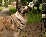 Собаки в Санкт-Петербурге: Элис из приюта в добрые руки Девочка, Бесплатно - фото 3