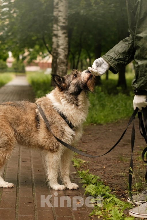 Собаки в Санкт-Петербурге: Элис из приюта в добрые руки Девочка, Бесплатно - фото 3