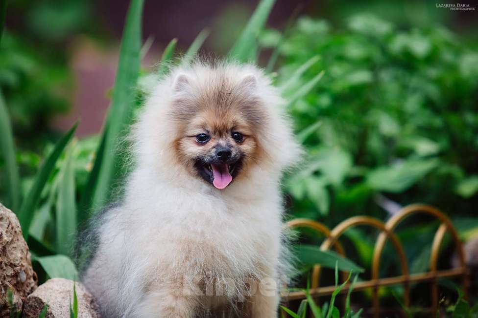 Собаки в Москве: Щенки  шпица (малого) Мальчик, 70 000 руб. - фото 4