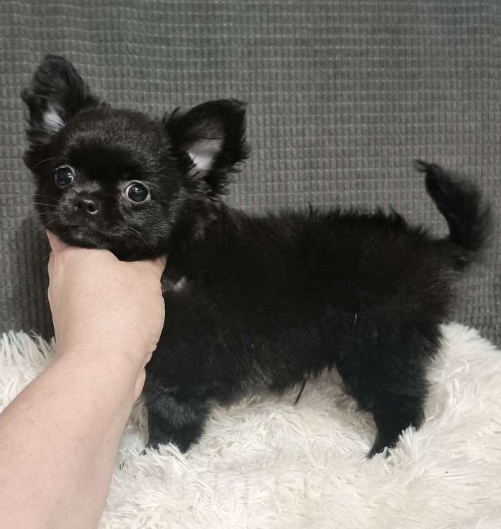 Собаки в Наро-Фоминске: чихуахуа мальчик Мальчик, 30 000 руб. - фото 4