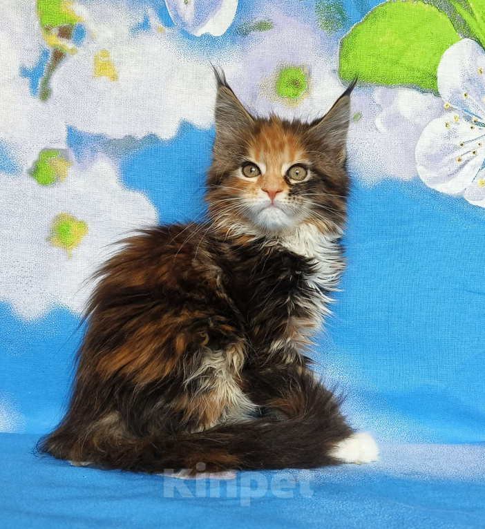 Кошки в Москве: Котёнок из питомника Девочка Девочка, 60 000 руб. - фото 2