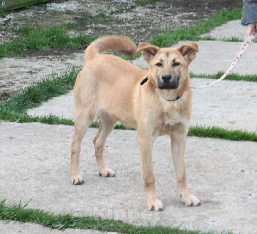 Собаки в Москве: Умный, жизнерадостный, добрый подросток Рэм в поисках своей родной семьи  Мальчик, Бесплатно - фото 3