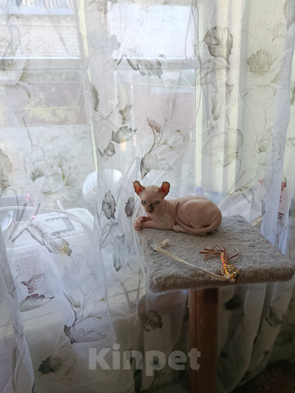 Кошки в других городах Ставропольского края: Продаю красивых котят Эльфов Мальчик, 10 000 руб. - фото 3