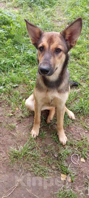 Собаки в Москве: Щенок Леся в добрые руки. Девочка, Бесплатно - фото 5