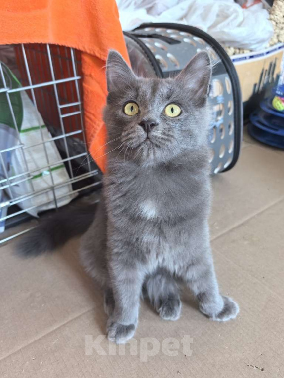 Кошки в Москве: Маленькая Дымка ищет семью! Девочка, Бесплатно - фото 7
