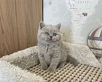 Кошки в Москве: Британский лиловый мальчик Мальчик, 60 000 руб. - фото 4