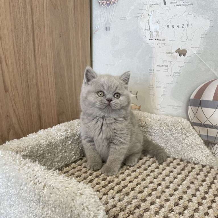 Кошки в Москве: Британский лиловый мальчик Мальчик, 60 000 руб. - фото 4