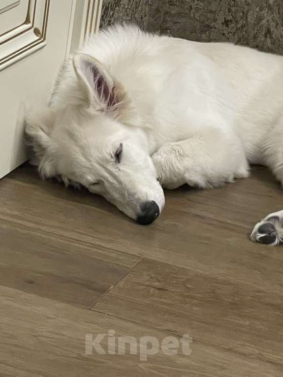 Собаки в Владимире: Белая швейцарская овчарка Девочка, 50 000 руб. - фото 2