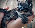 Кошки в Москве: Котенок ищут дом! Мальчик, Бесплатно - фото 3