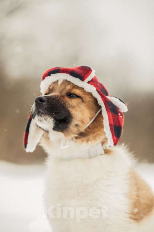 Собаки в других городах Московской области: Щенок в добрые руки Мальчик, Бесплатно - фото 1