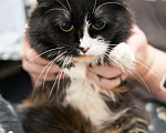 Кошки в Москве: Трёхцветная Кошка Кнопка в добрые руки Девочка, Бесплатно - фото 3