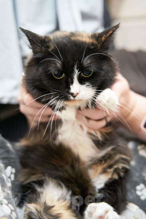 Кошки в Москве: Трёхцветная Кошка Кнопка в добрые руки Девочка, Бесплатно - фото 3