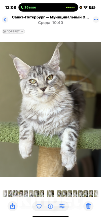 Кошки в Санкт-Петербурге: Деми Мур Девочка, 50 000 руб. - фото 6